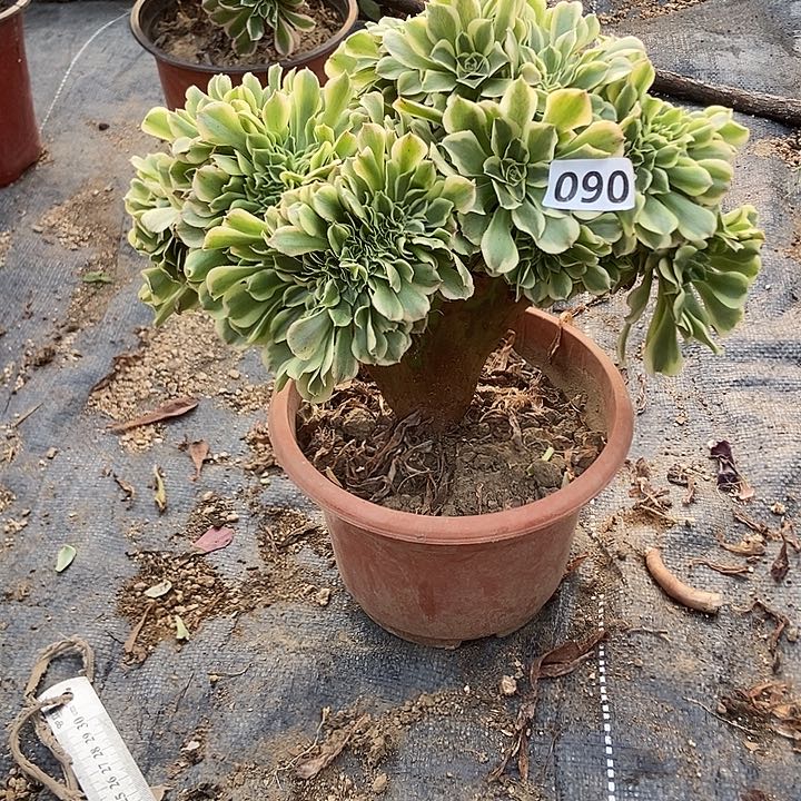 090绿豆沙缀化老板子法师