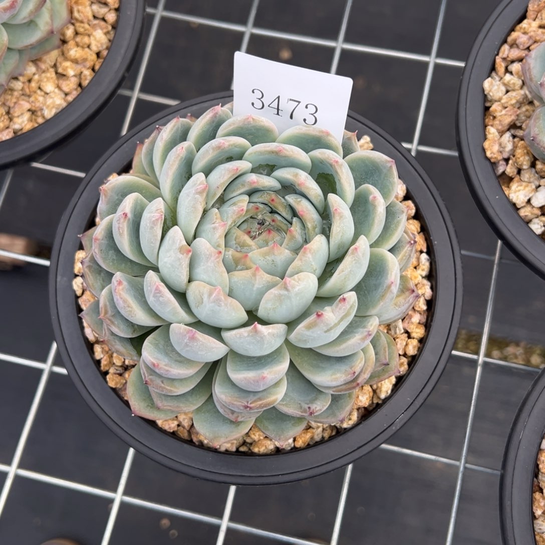 巧****姐3473多肉多多多