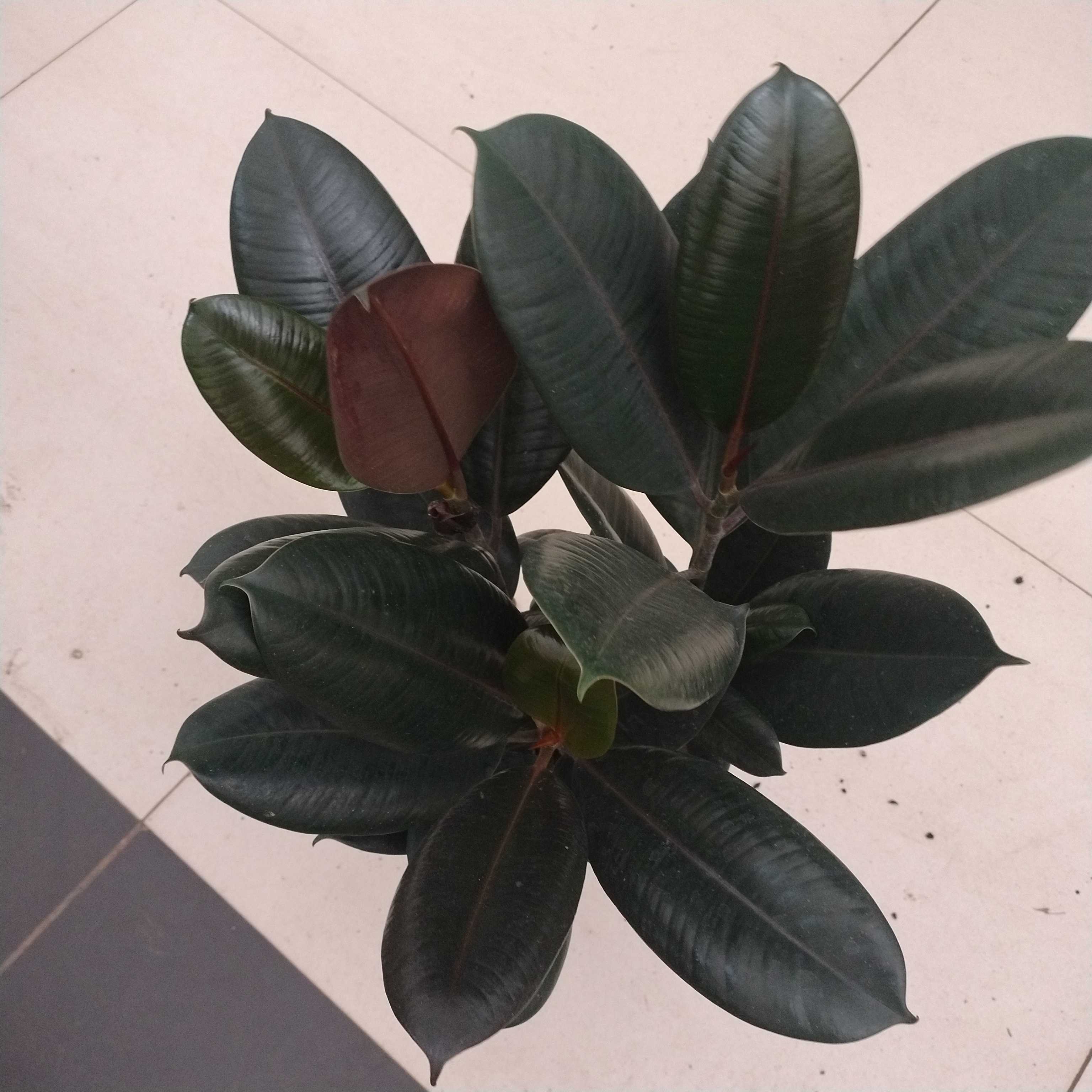 三颗苗黑金刚茶花橡皮树室内绿植绿植盆栽净化空气吸甲醛造型
