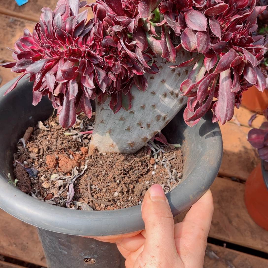 吴***?多肉植物499香奈