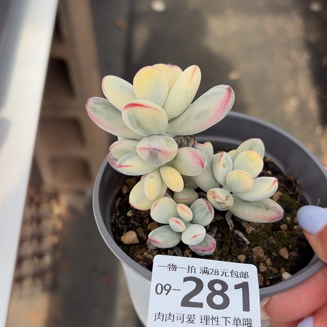 乒乓福娘锦无盆土发货无