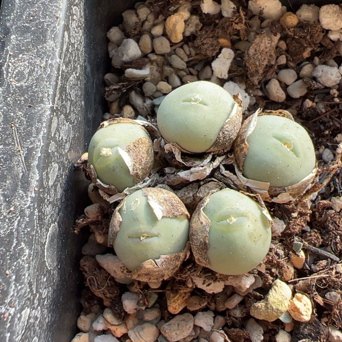 *****5头大g多肉植物，多肉植物
