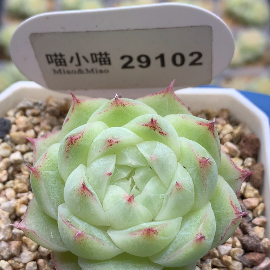 多肉植物杂交珍妮