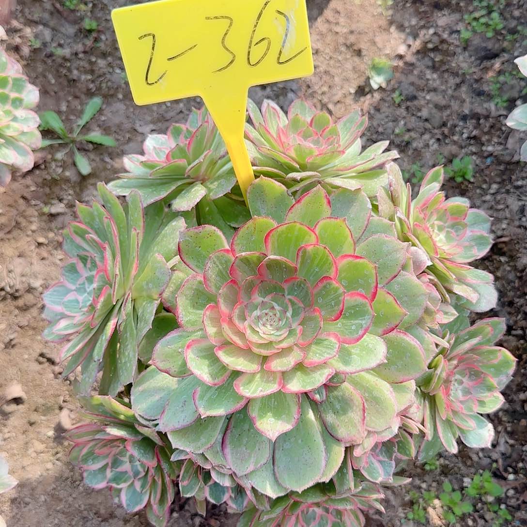 2-362---多头多肉莲花座