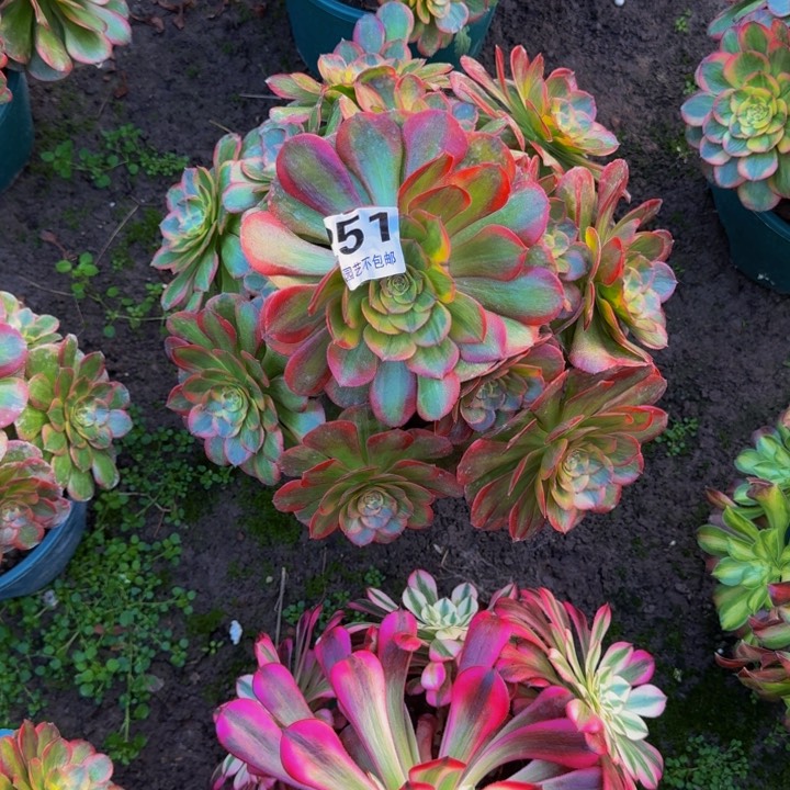 火狐花27-23包邮花花