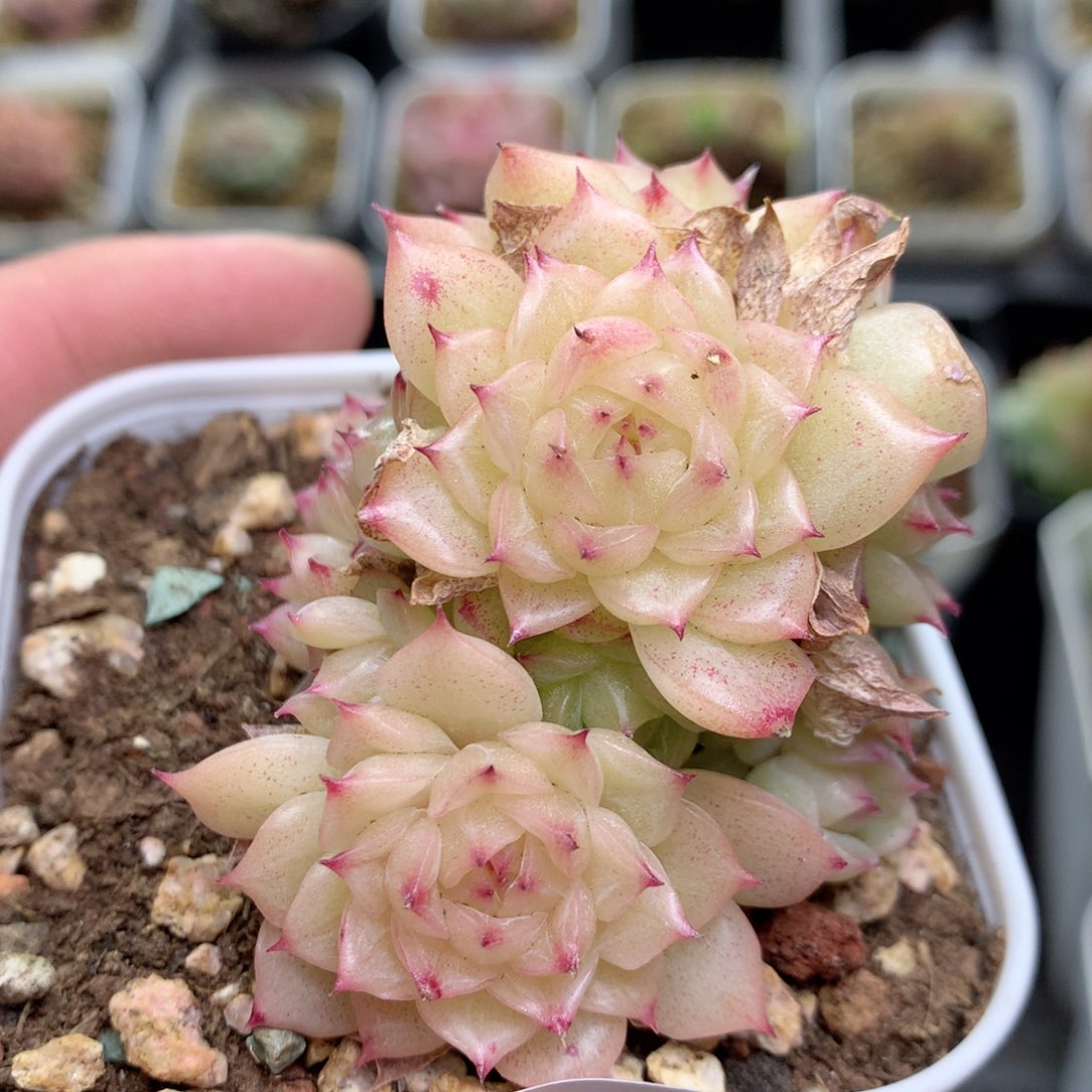 R96 ，柿子多肉20包邮