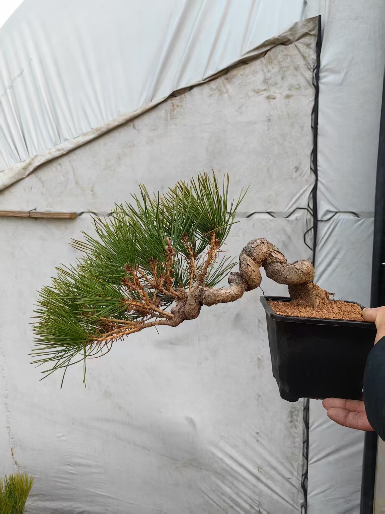 【蔡园】盆景花卉直播间