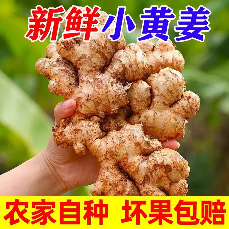 【云南正宗】小黄姜新鲜现挖生姜高原山地种植香味浓郁辛辣香甜