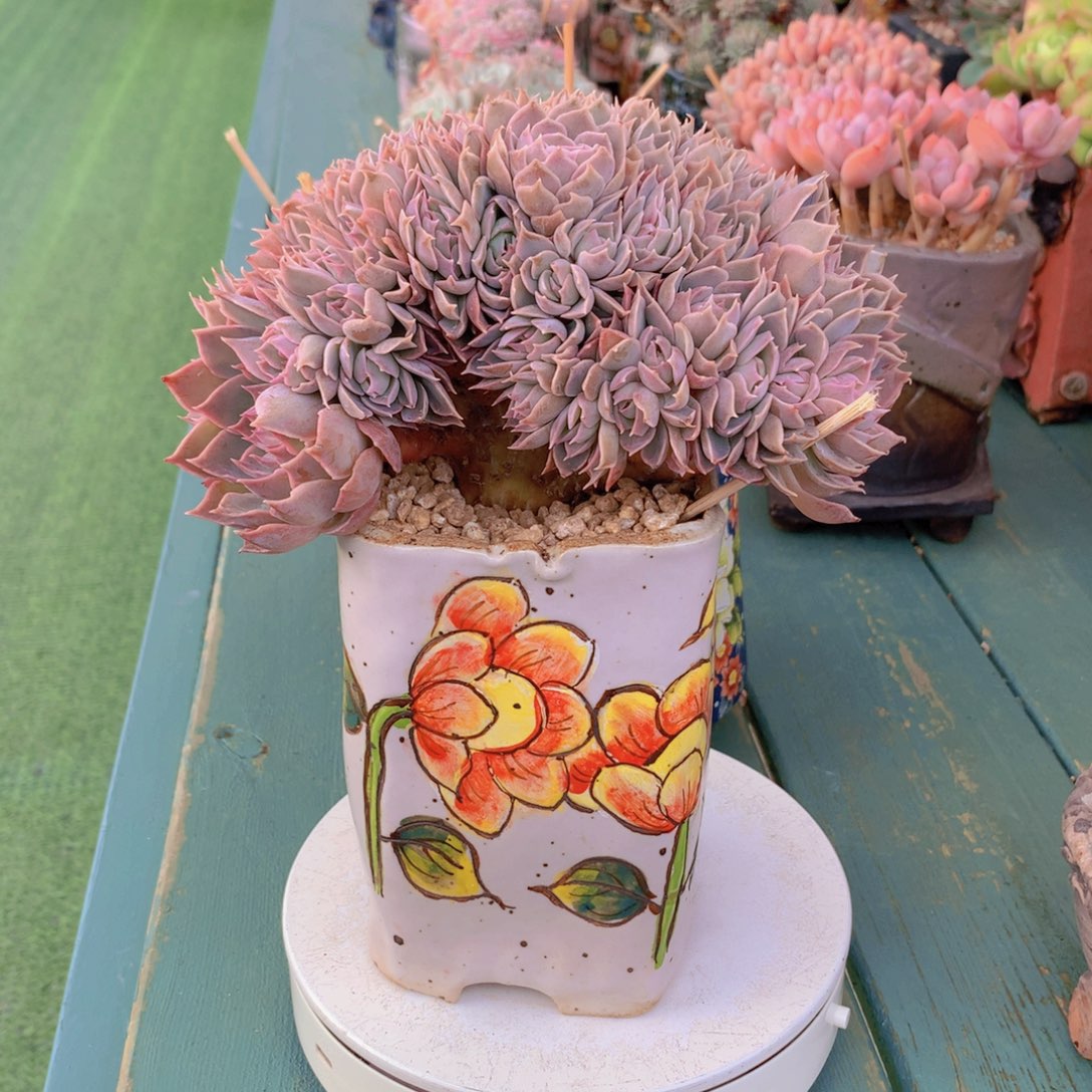 紫霞仙子无砍自然群