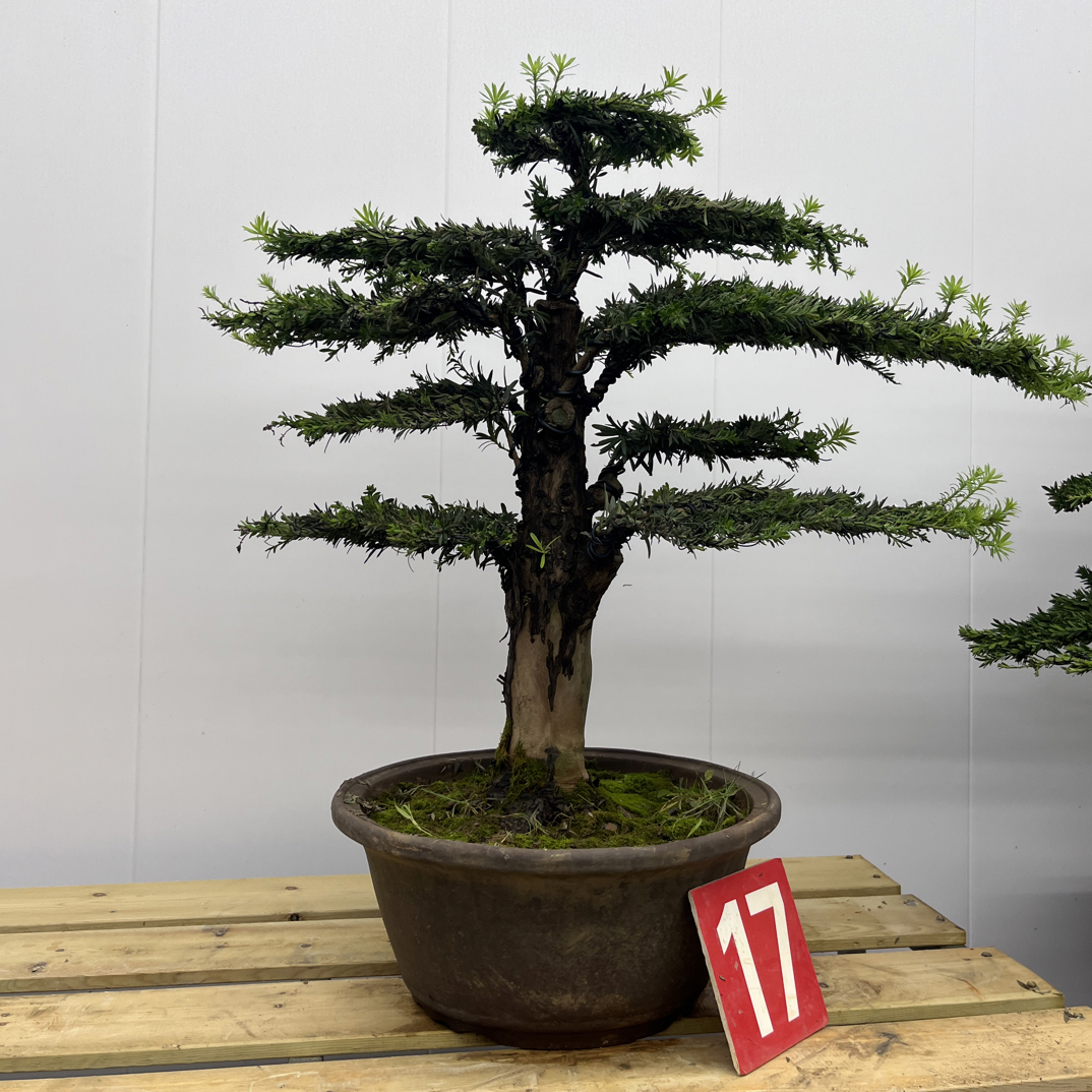 米叶 小叶罗汉松 含盆高85冠幅80 含盆包邮