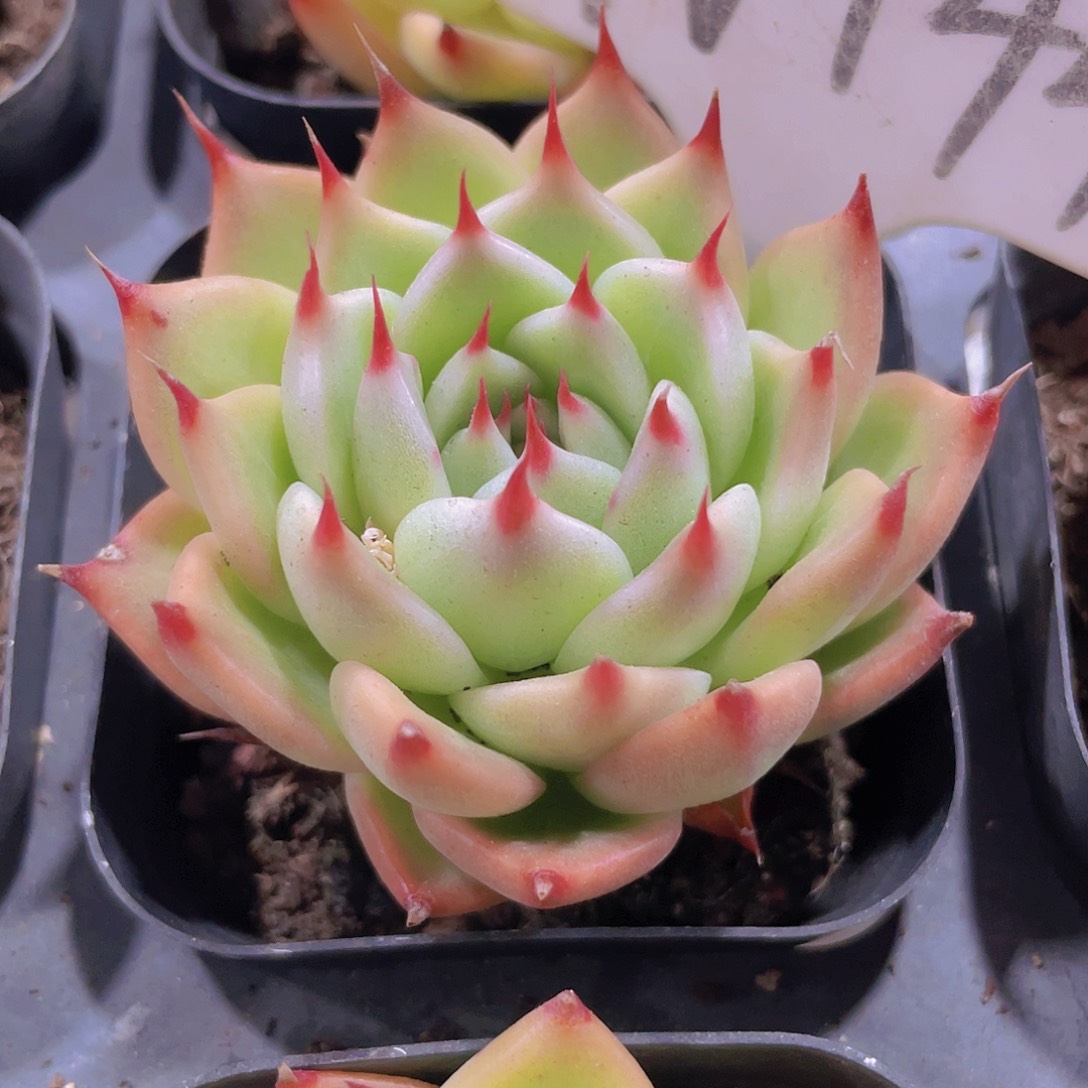 托斯卡内利w444一物一拍