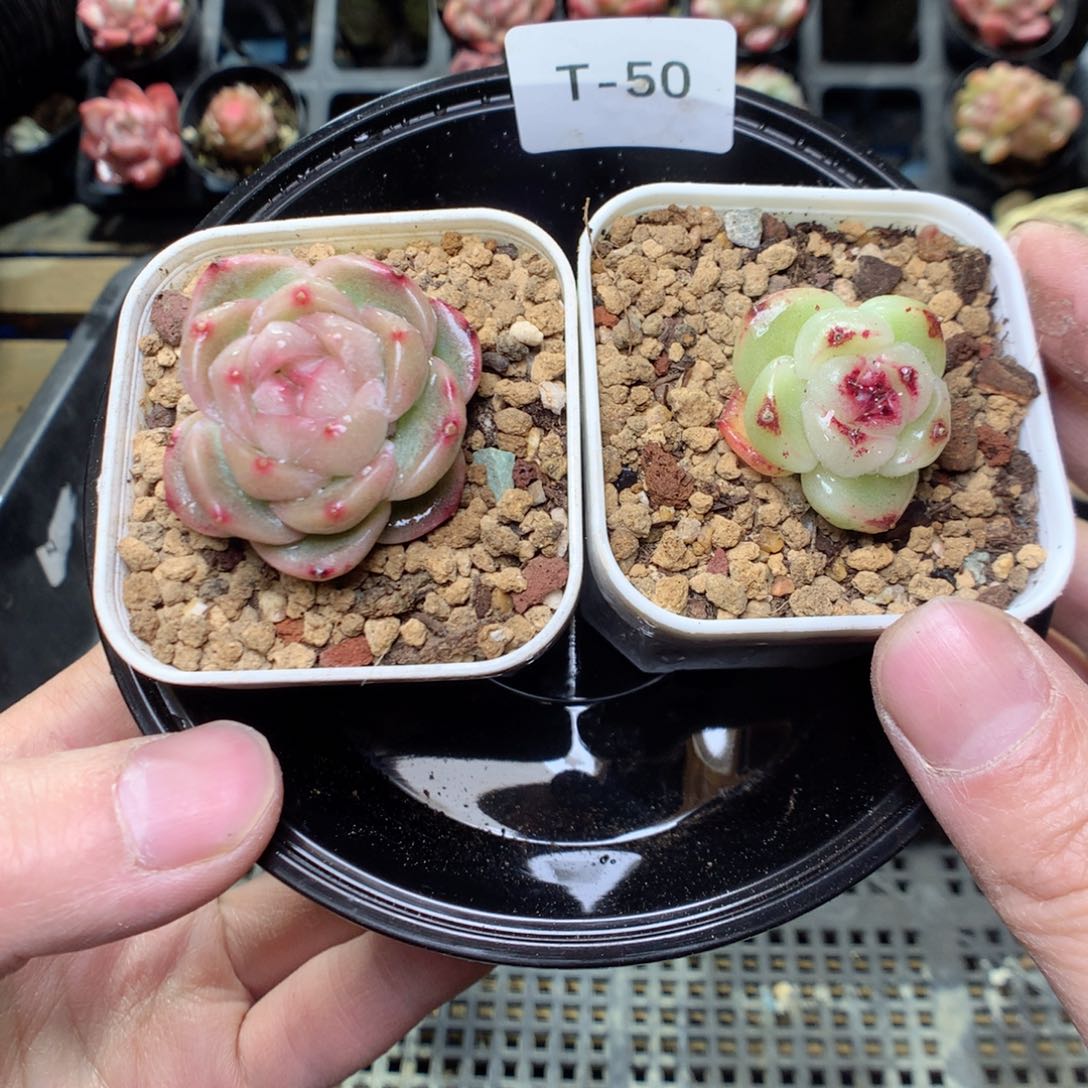 T50y y y y y y y y y