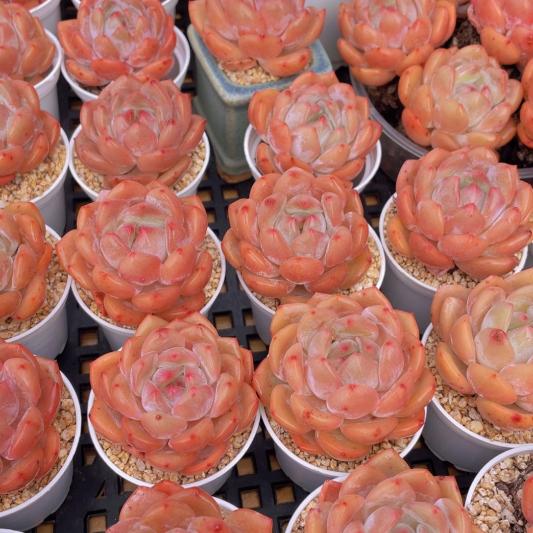 量拍66号 果冻韩版仙女橙单头5个