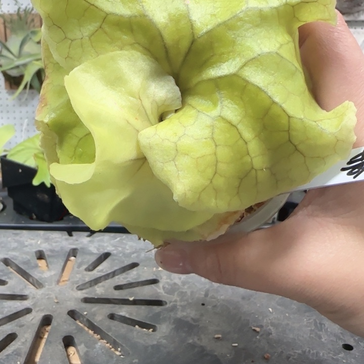 亚皇鹿角蕨喔喔喔