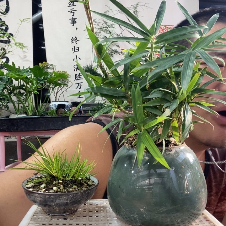 以实际为准盆景盆栽绿植59