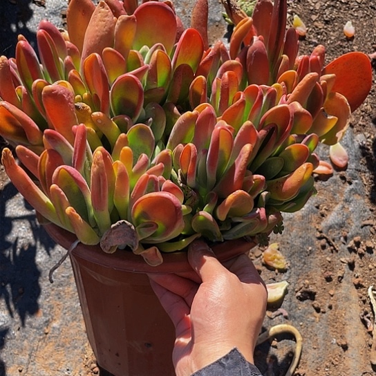 满****孩火狐狸1269多肉