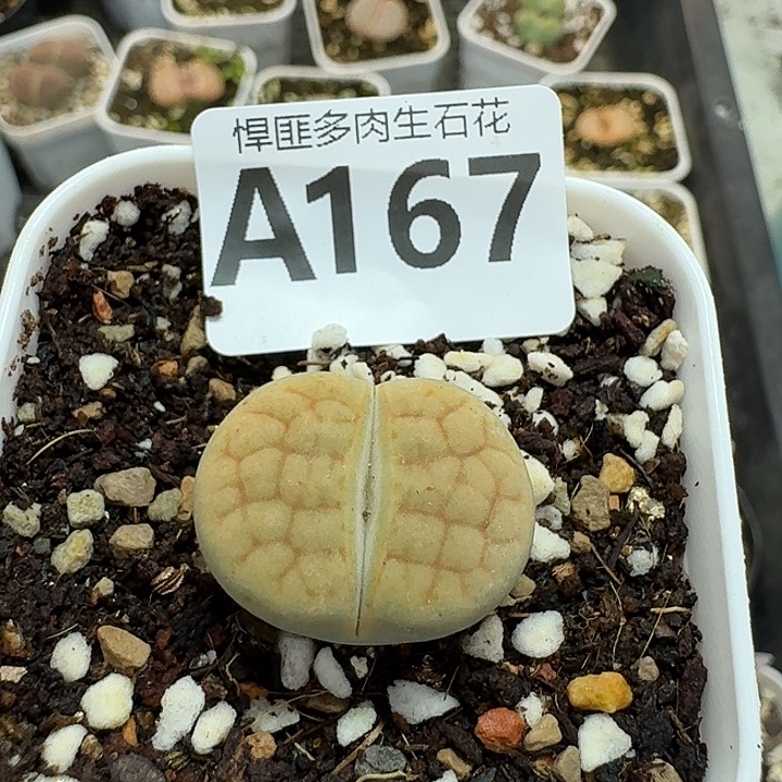 167多肉植物多肉植物