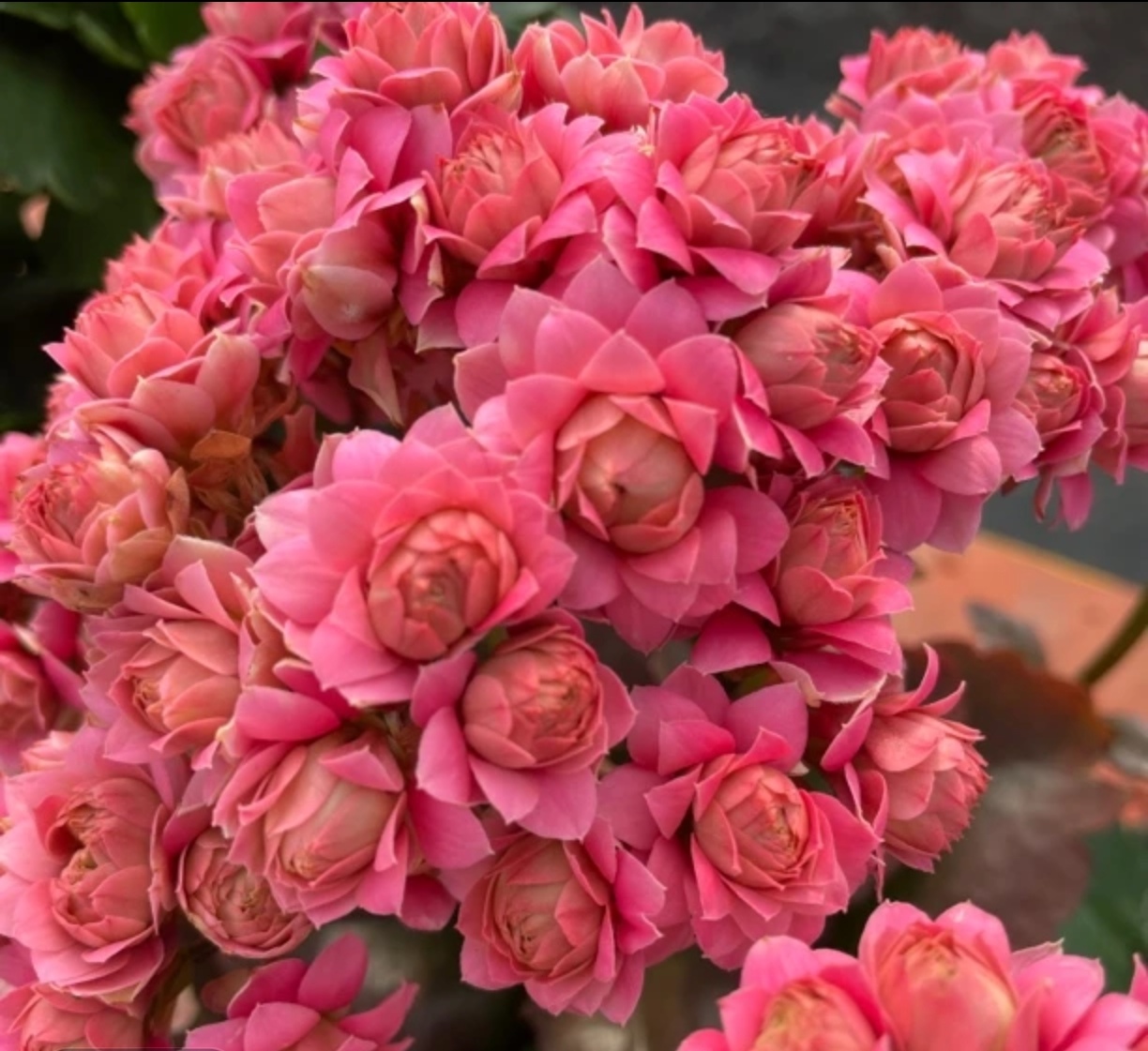 长寿花（千层玫瑰）130盆