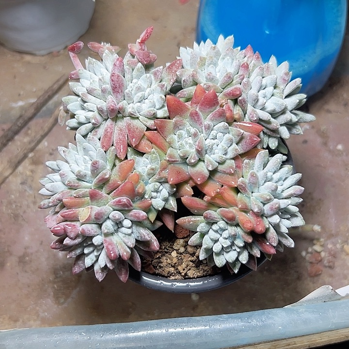 小鹿多肉福利多多白菊小盆