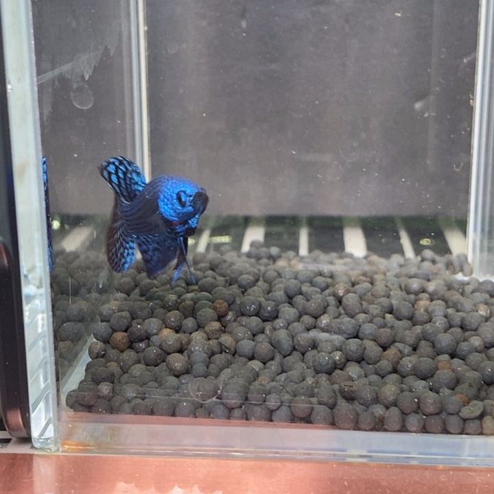 斗鱼泰国斗鱼582号