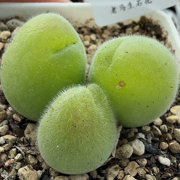 老马生石花毛翠滴1636