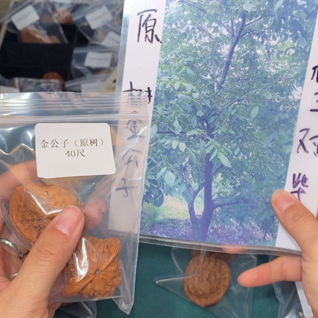 文玩核桃吊坠40金公子