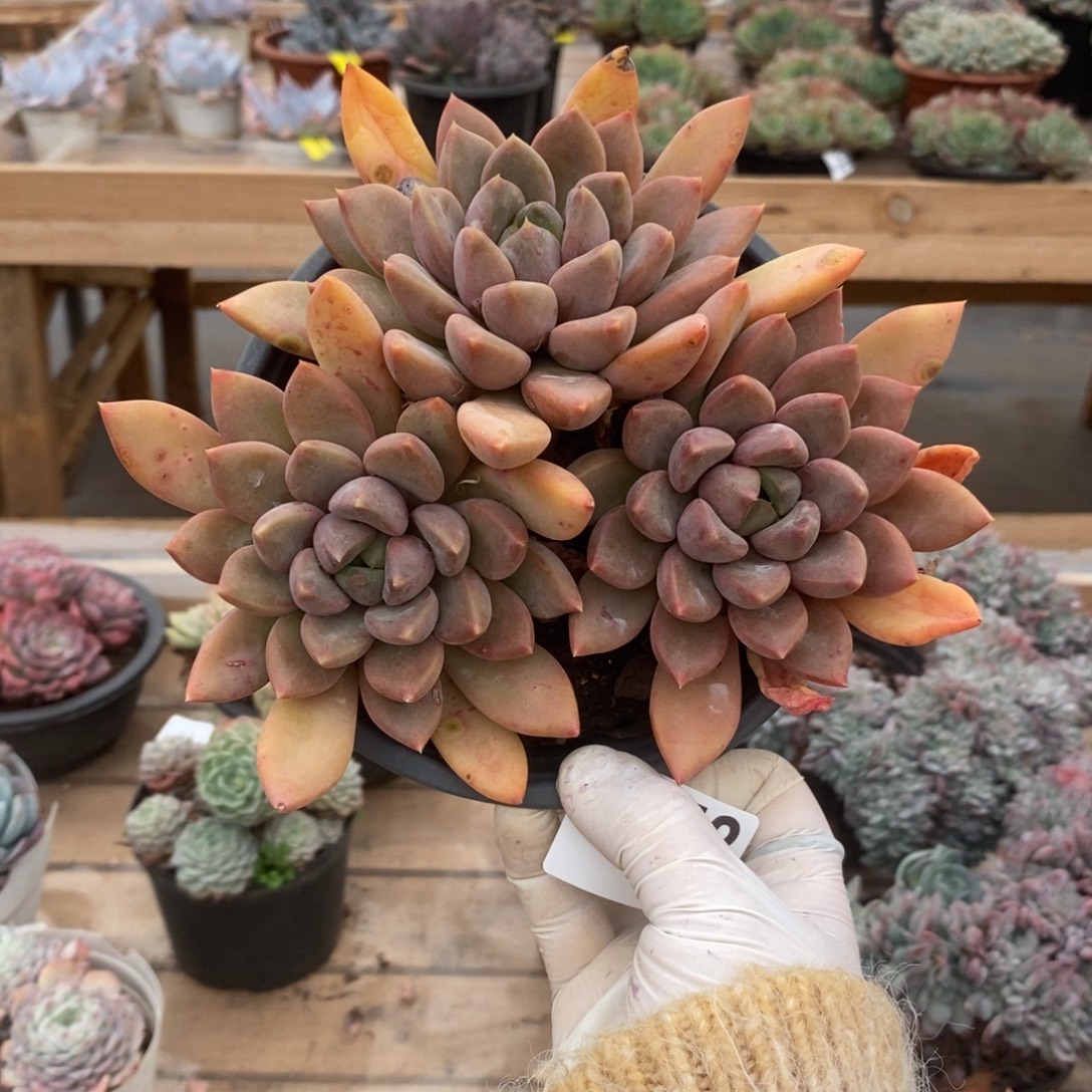 4852象牙老桩一物一拍