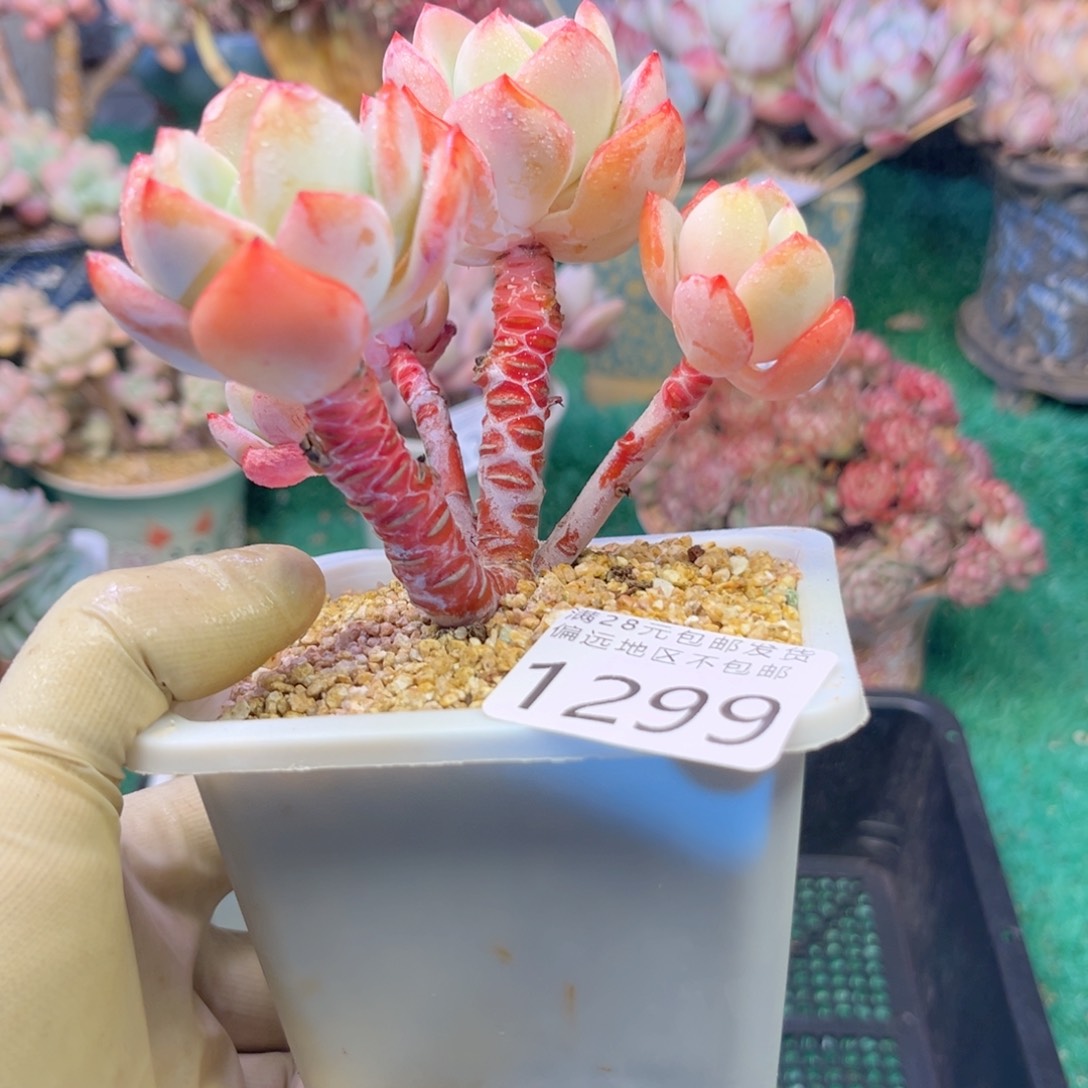 大1299:！d b xv x jv b n