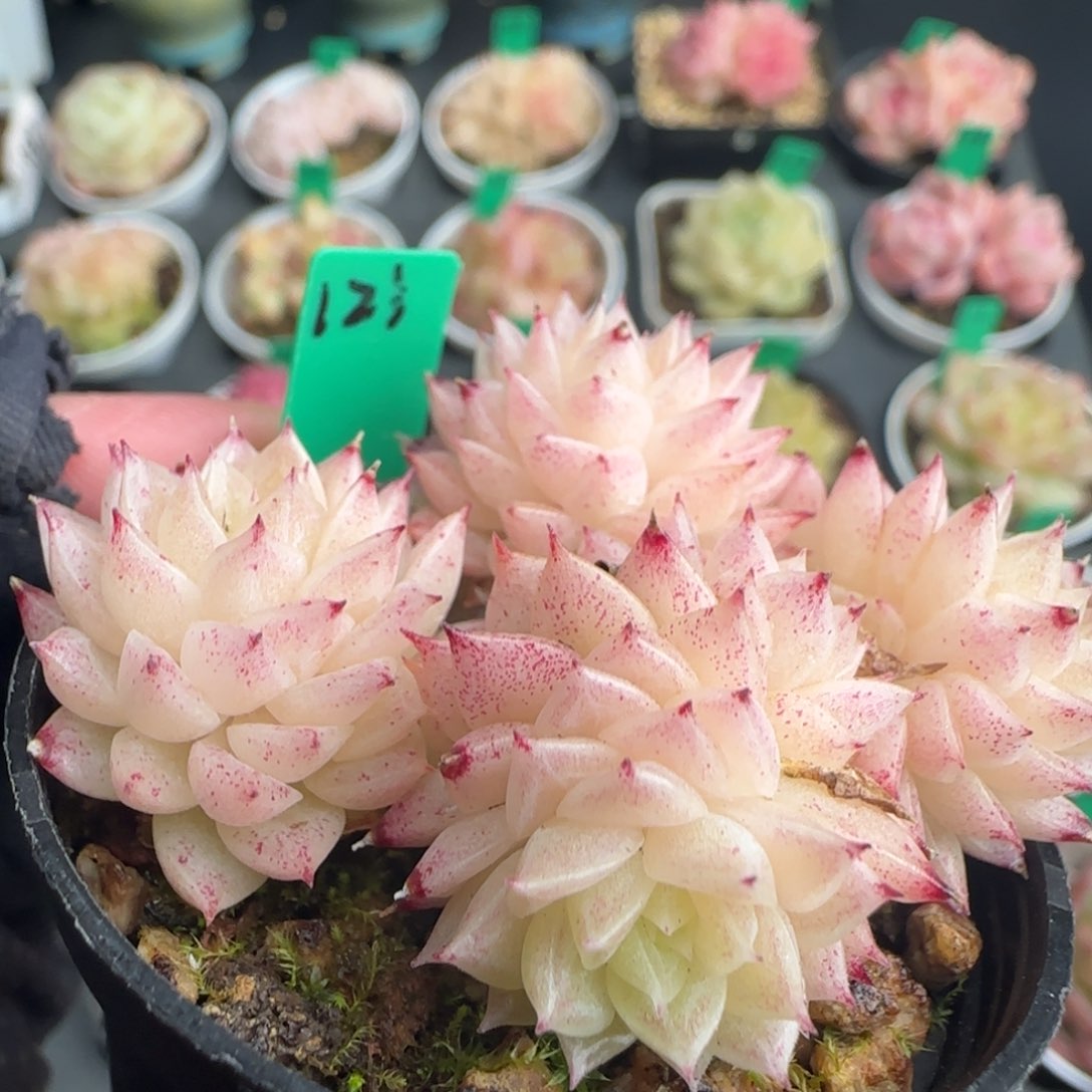 多肉123  麦秆不包整  5厘米盆 h