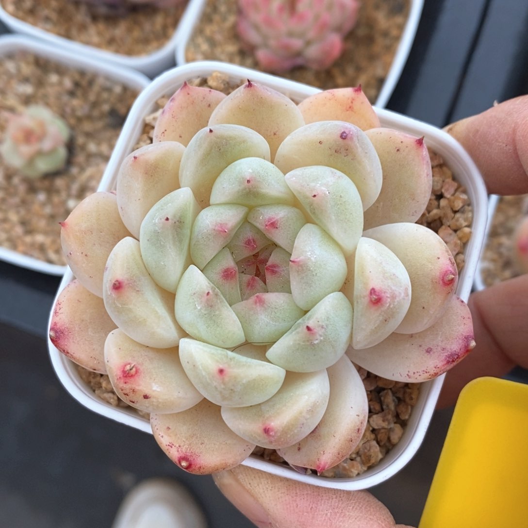 精品多肉一物一拍不包整87