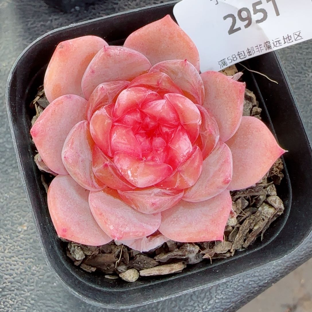 珍妮，2951多肉植物