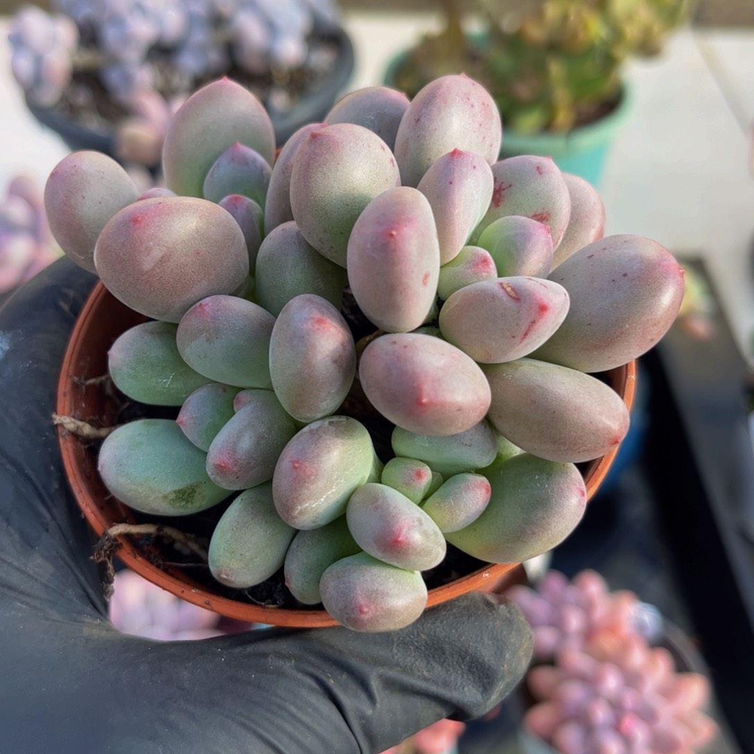 181桃花仙子奶酪9厘米多肉