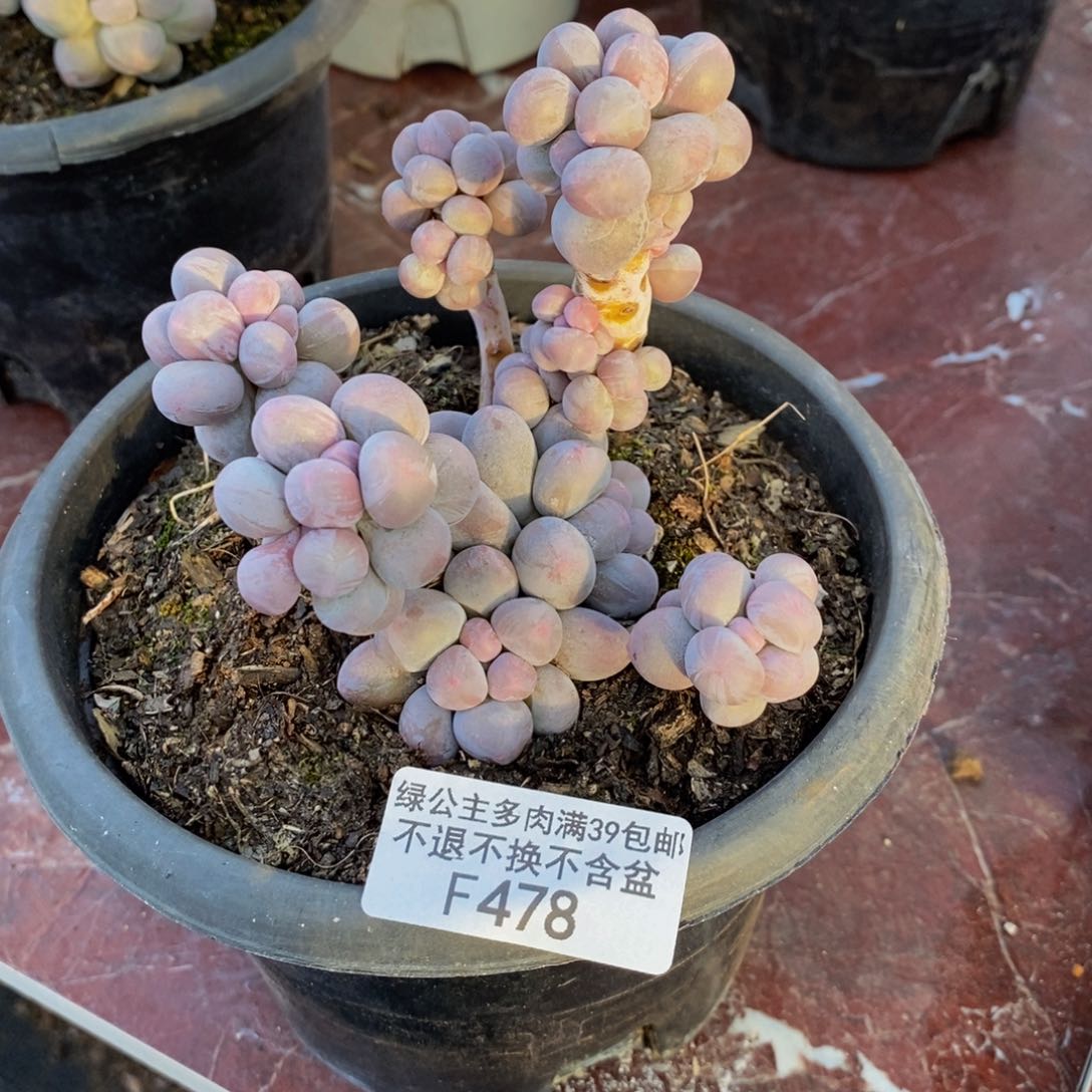 478香水手指奶多肉8cm