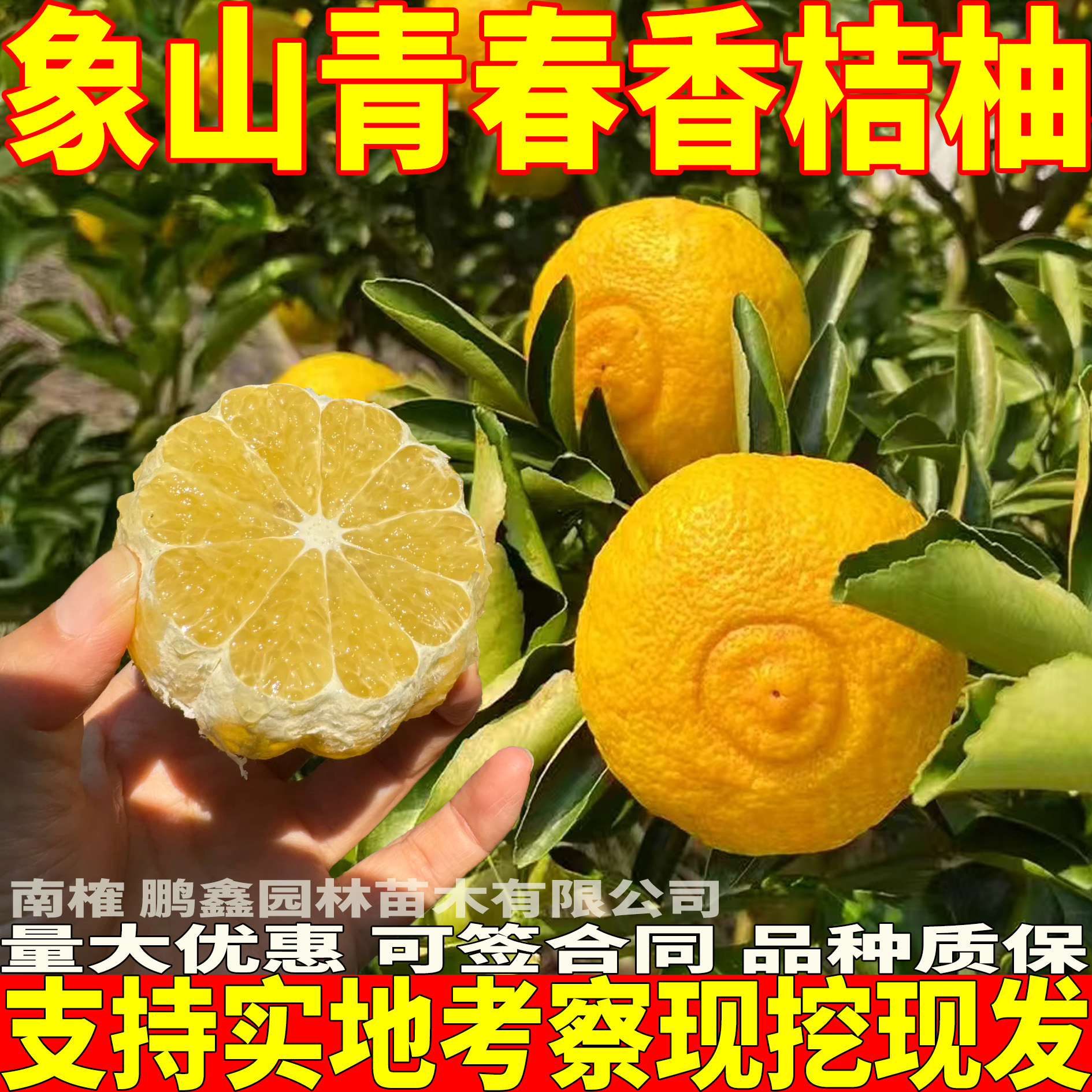 南榷 正宗 黄金贡柚 象山青 春香桔柚树苗  盆栽地栽 南方种植