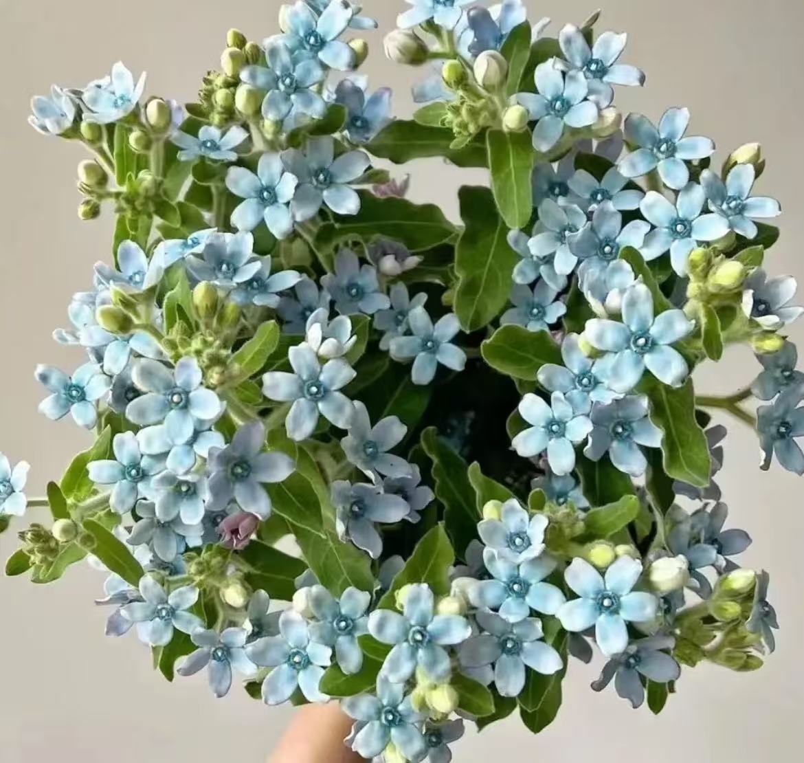 小艳【蓝星花】家庭同地址两单顺丰或京东送货上门+送1扎配草