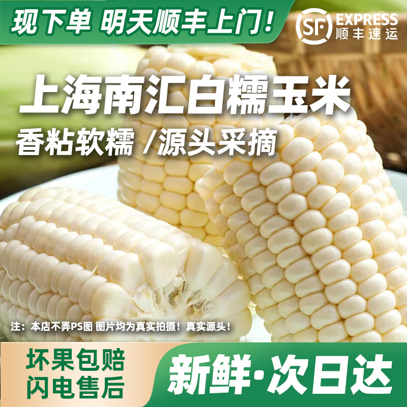 正宗南汇白糯玉米新鲜头茬现摘现发香粘软糯孕妇小孩顺丰包邮上门带箱发货3.2斤~9.5斤上海市上海市