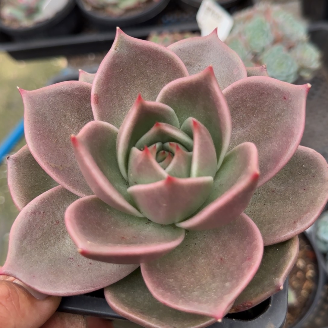 星星东西惊鸿一物一拍包装收缩花旱