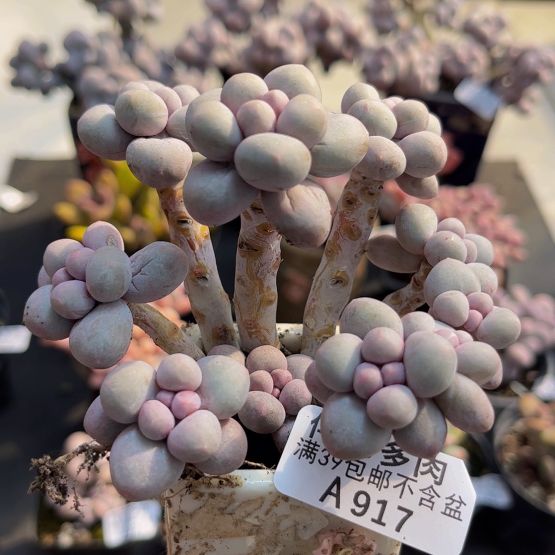 917/9cm香水手指多肉