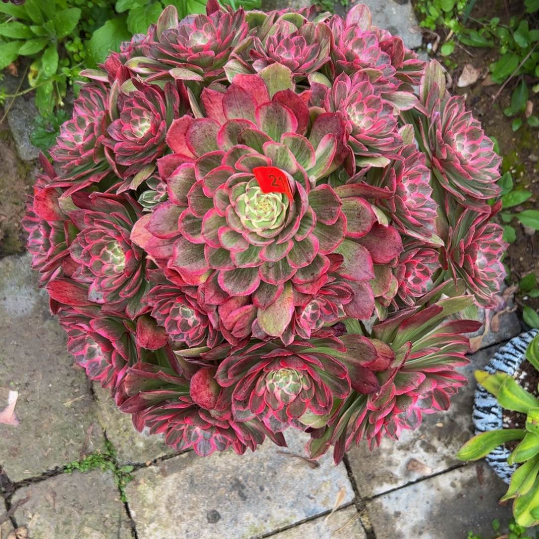 217多肉植物发货莲花