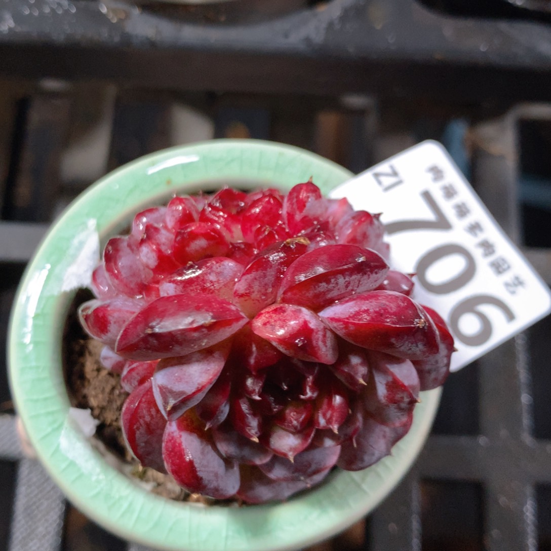 5CM拇指盆精控多肉ZI706