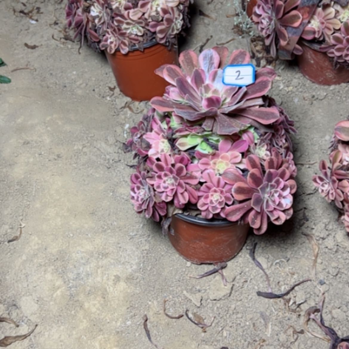 【闪购商品】凤冠2