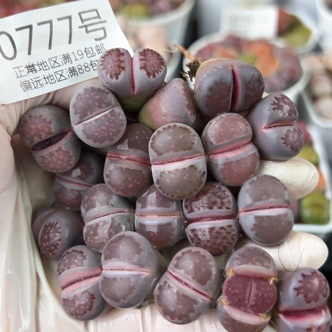 好养易活生石花大母本0777共20颗