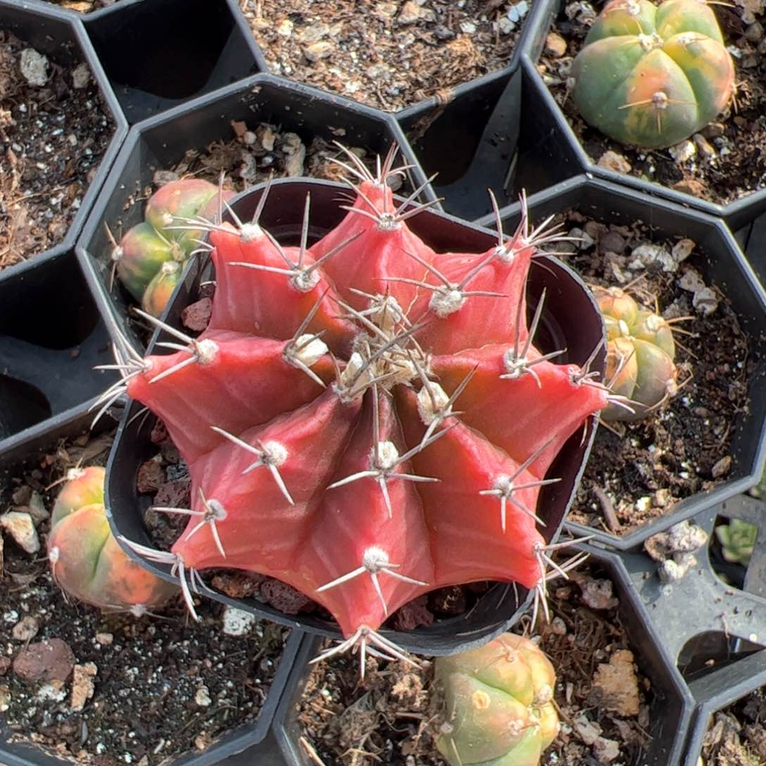 彩牡丹 随单发货