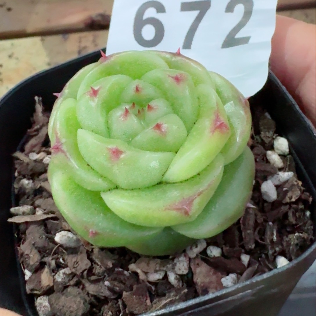 宝拉       多肉植物