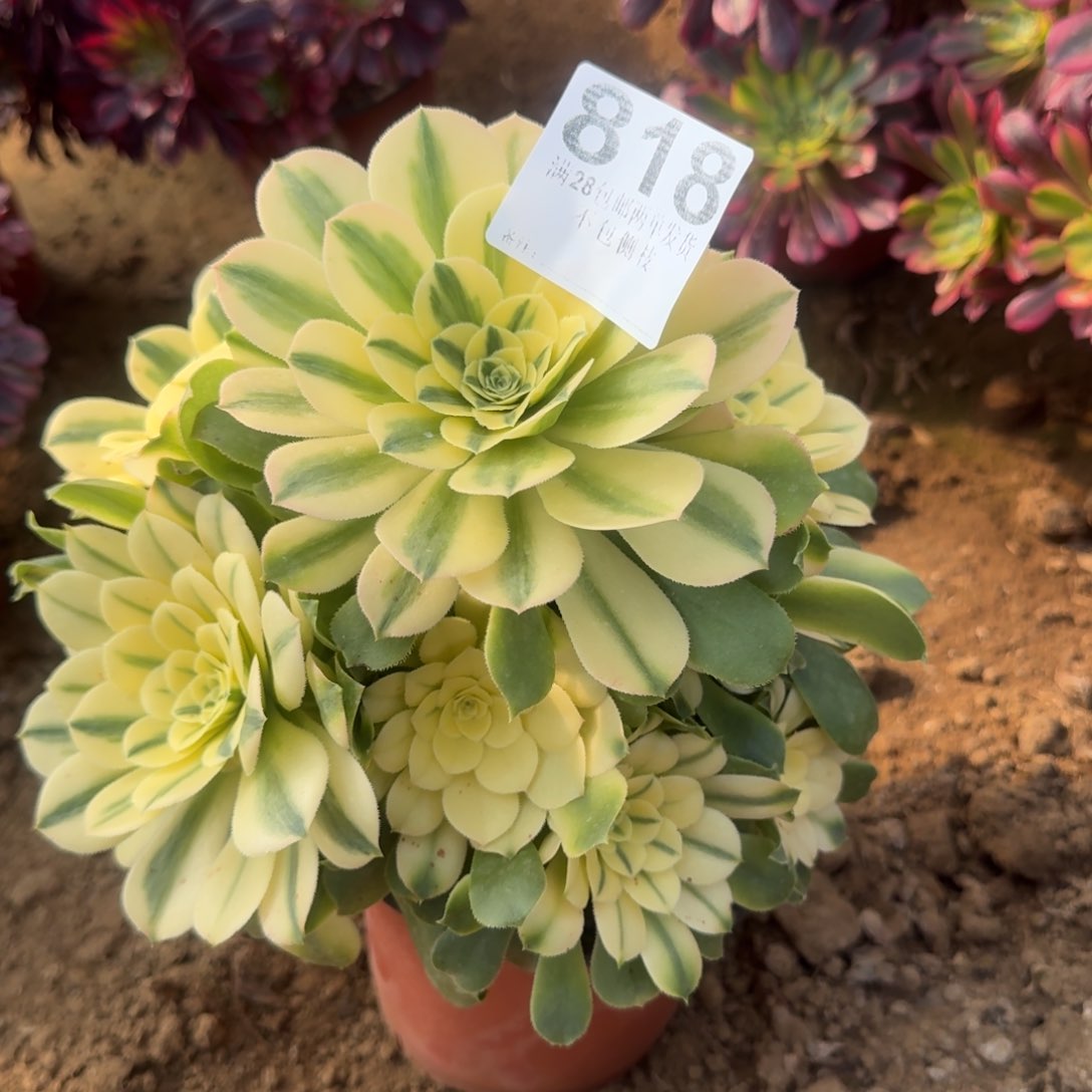 818号辛尼亚清棚不包损