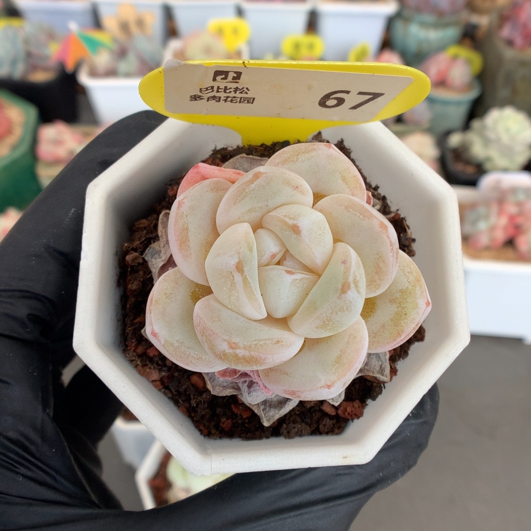 67 冰玉多肉多肉多肉