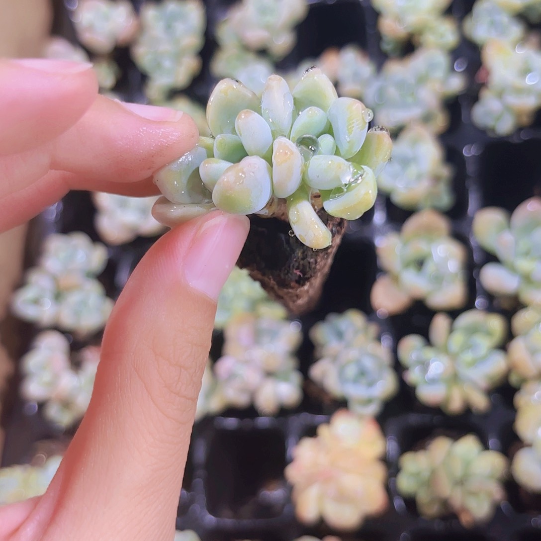 小穴苗洛神多肉植物