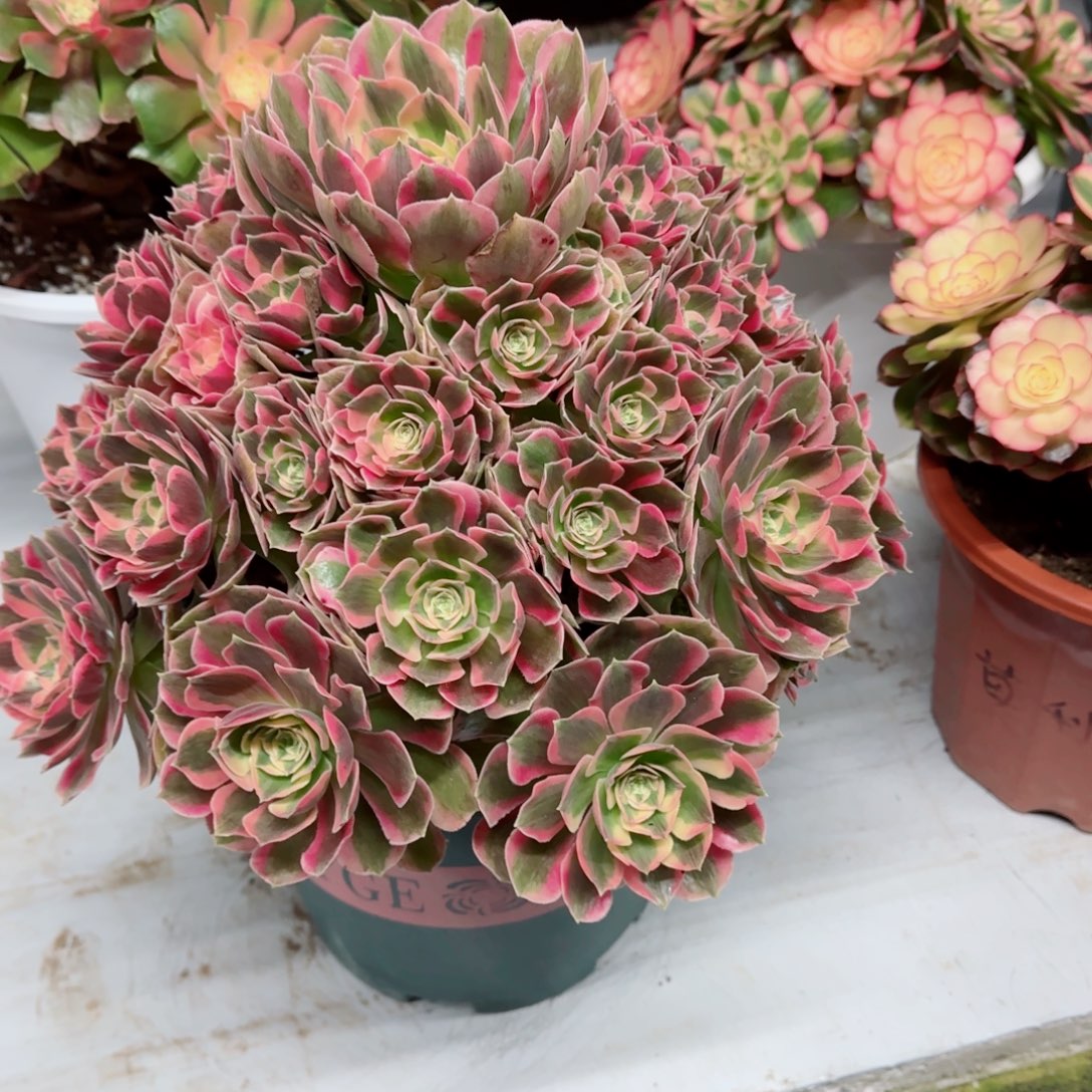 承***炉粉女郎，多肉植物生长速度