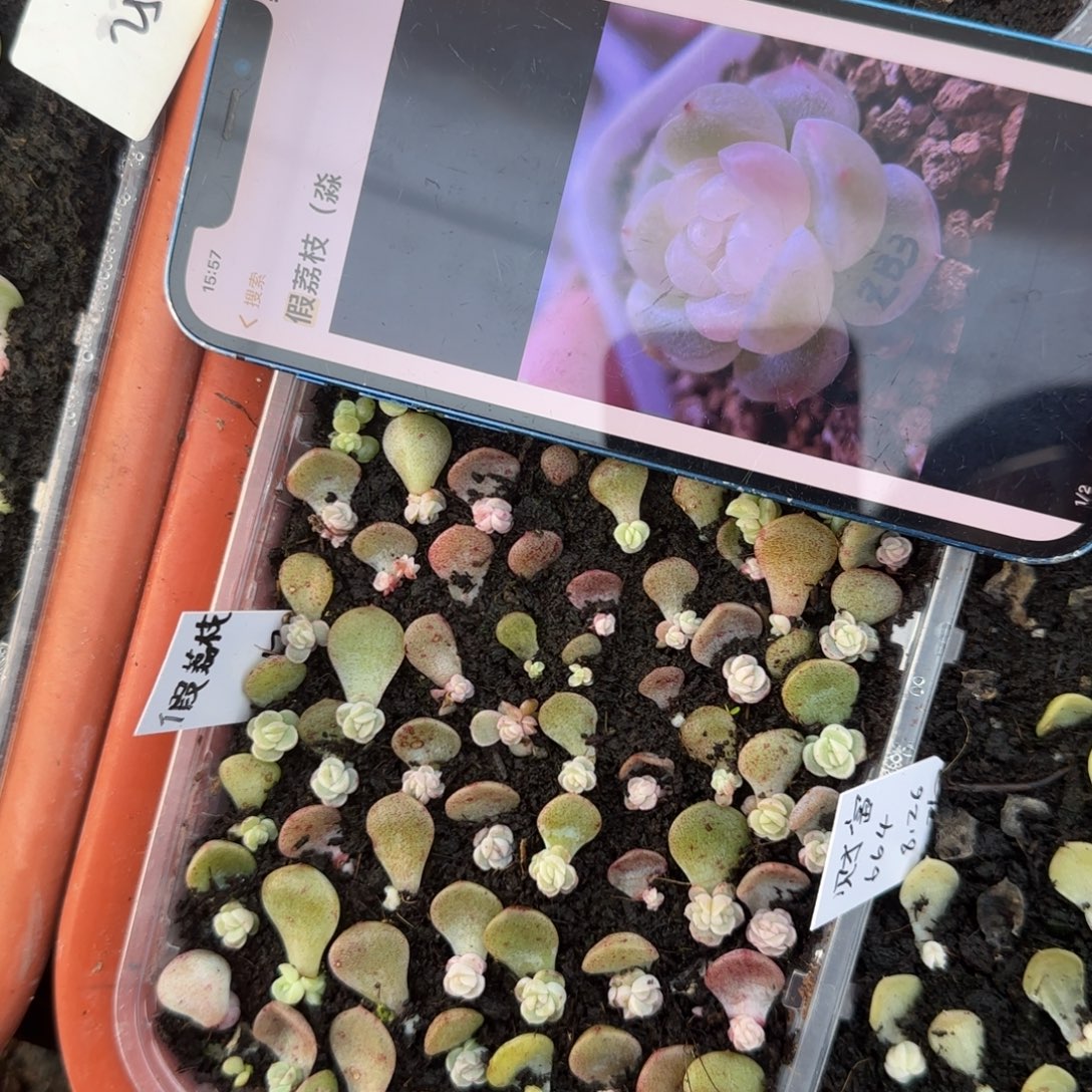 假荔枝芝麻穴一个外棚满25包邮