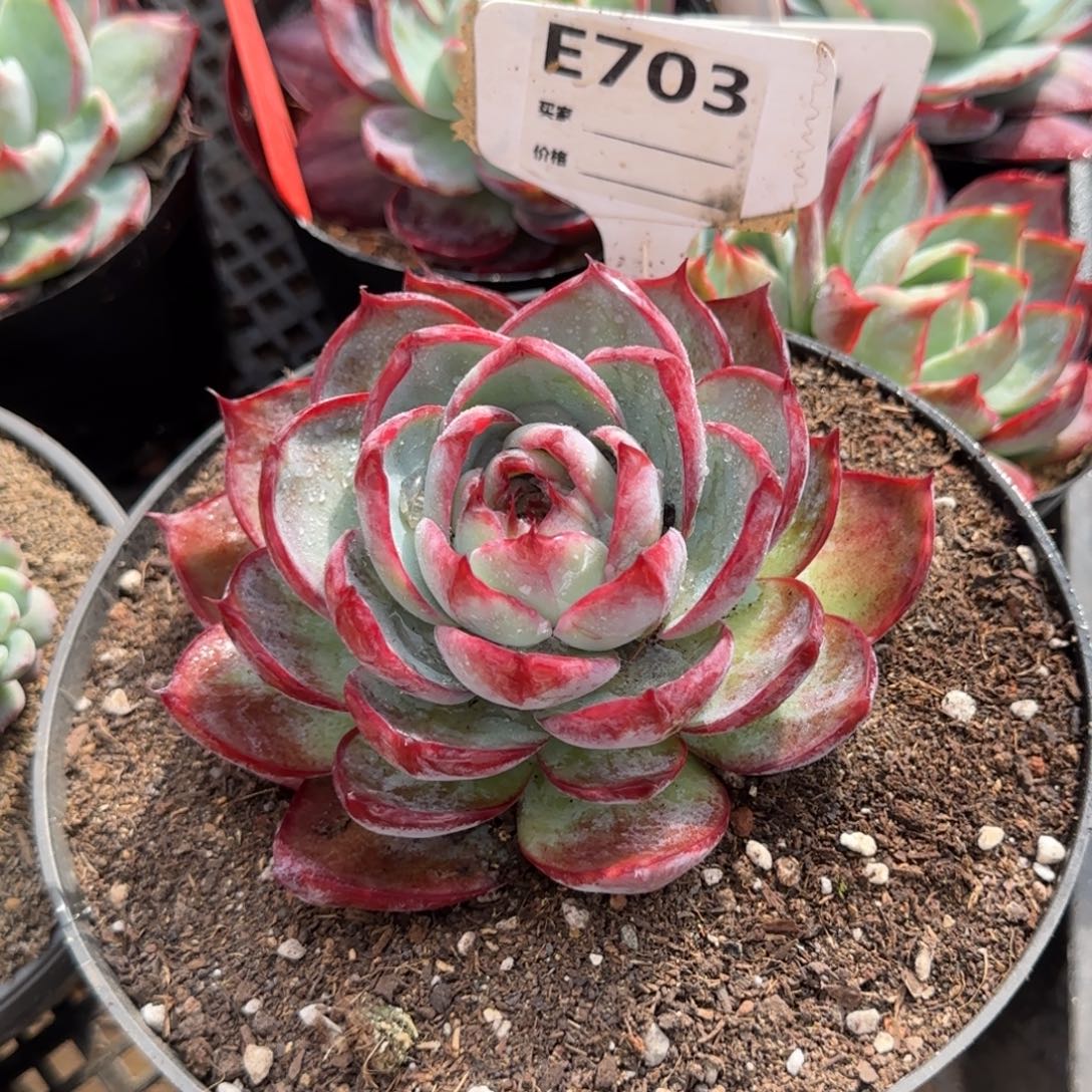 惊鸿一物一拍包装收缩花旱703